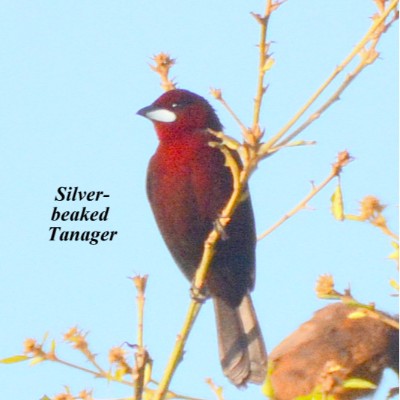 Silver-beaked Tanager